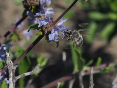 Habropoda miserabilis