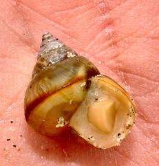 Conulinus