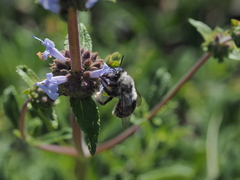Habropoda miserabilis