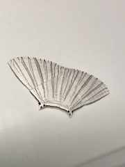 Strophidia directaria