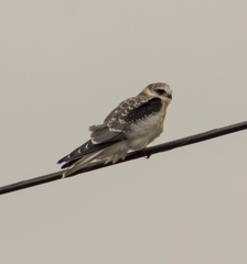 Elanus leucurus leucurus