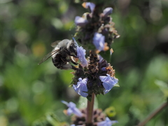 Habropoda miserabilis