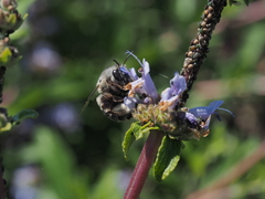 Habropoda miserabilis