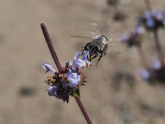 Habropoda miserabilis