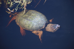 Chelydra serpentina image