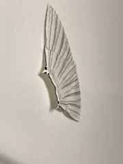 Strophidia directaria