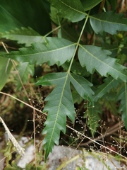 Azadirachta