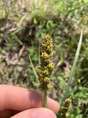 Carex triangularis