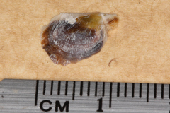 Electroma papilionacea
