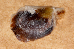 Electroma papilionacea image