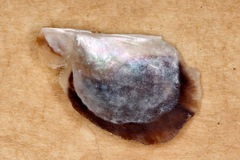 Electroma papilionacea