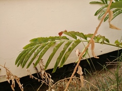 Etlingera elatior