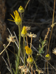 Xanthisma spinulosum gooddingii