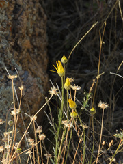 Xanthisma spinulosum gooddingii