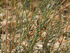 Xanthisma spinulosum gooddingii