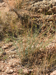 Xanthisma spinulosum gooddingii