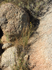 Xanthisma spinulosum gooddingii