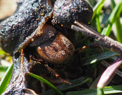 Onthophagus