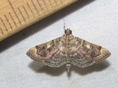 Bicilia iarchasalis