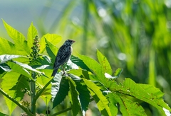 Dolichonyx oryzivorus