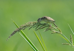 Dolichonyx oryzivorus