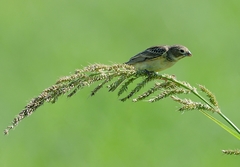 Dolichonyx oryzivorus