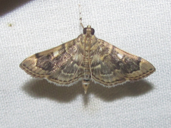 Bicilia iarchasalis