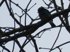 Dacnis lineata