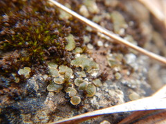 Placidium squamulosum