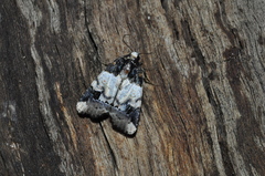 Bryolymnia bicon