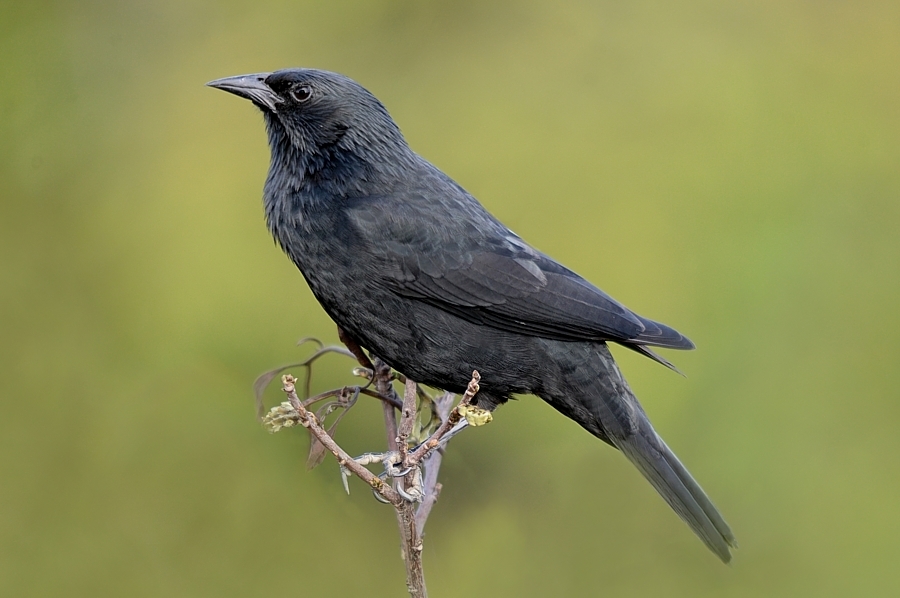 Chopi Blackbird photo