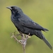 Chopí Blackbird - Photo (c) Luciano Bernardes, some rights reserved (CC BY-NC), uploaded by Luciano Bernardes