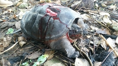 Chelydra rossignonii