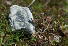Lycaena boldenarum