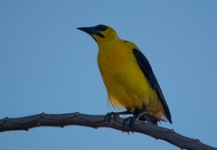 Gymnomystax mexicanus