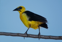 Gymnomystax mexicanus