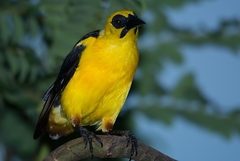 Gymnomystax mexicanus