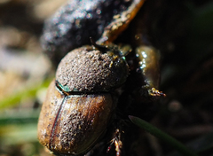 Onthophagus