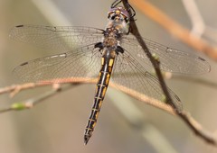 Epitheca petechialis