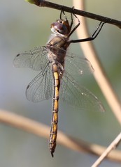 Epitheca petechialis