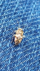 Tropidosteptes quercicola
