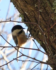 Poecile atricapillus