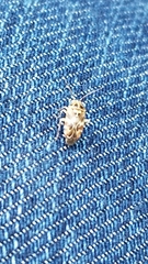 Tropidosteptes quercicola