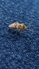 Tropidosteptes quercicola