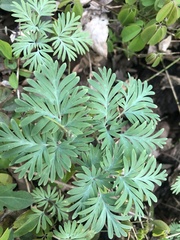 Dicentra canadensis