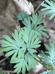 Dicentra canadensis