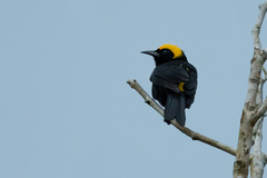 Icterus cayanensis chrysocephalus