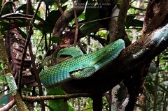 Tropidolaemus subannulatus