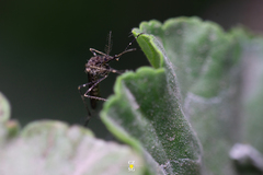 Culiseta particeps