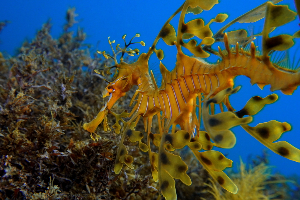 Leafy Seadragon in March 2021 by Glen Gitsham. Animal found at about 7m ...